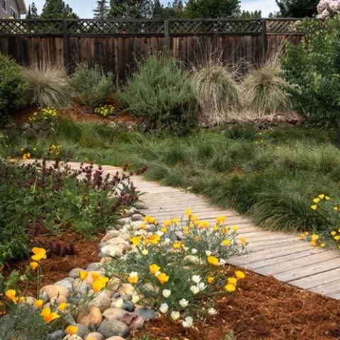 California native gardens are naturally adapted to our conditions and provide many other benefits. Photo: Vicki Anderson