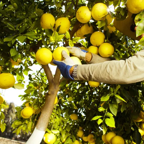 Agriculture