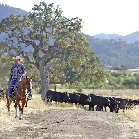 Rangelands